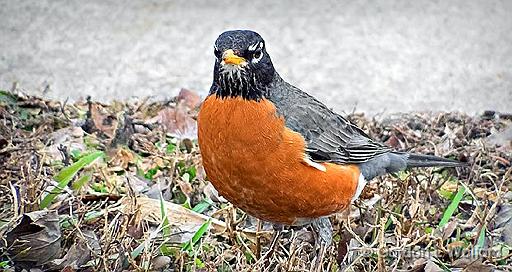 First Robin of 2016_DSCF6194.jpg - American Robin (Turdus migratorius) photographed at Smiths Falls, Ontario, Canada.